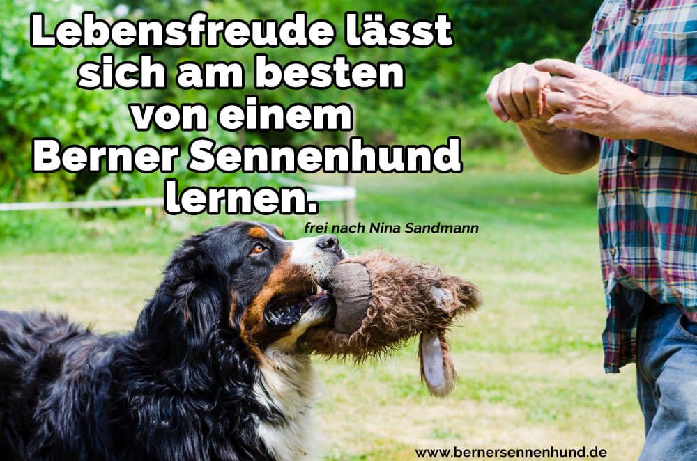 Ein Berner Sennenhund spielen mit einem Teddybären