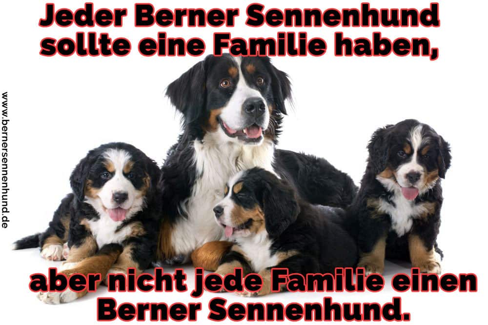 Eine Familie von Berner Sennenhund