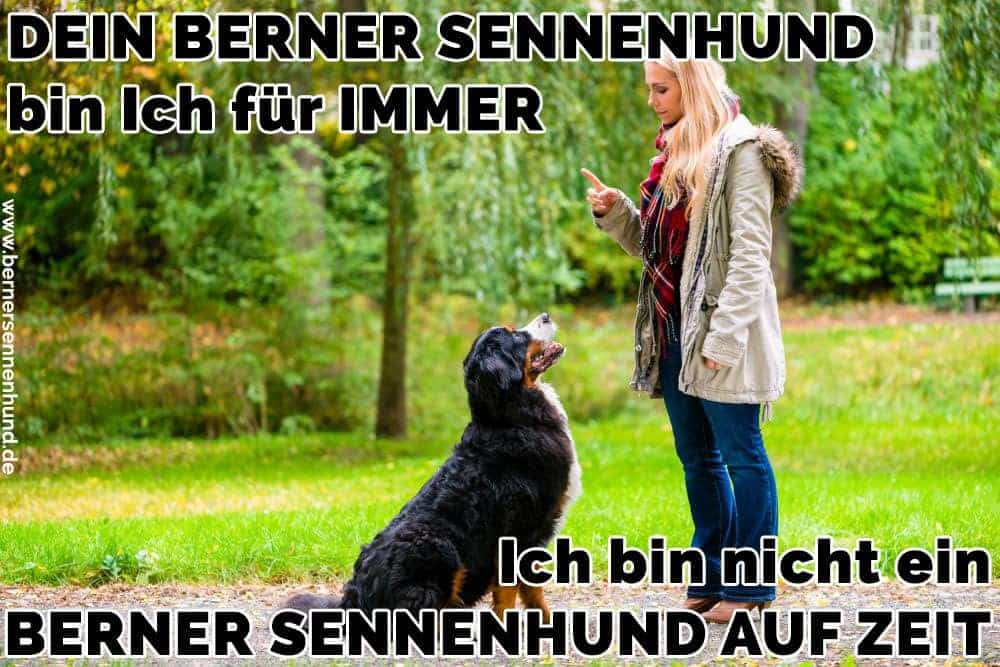 Eine Frau erzieht ihren Berner Sennenhund