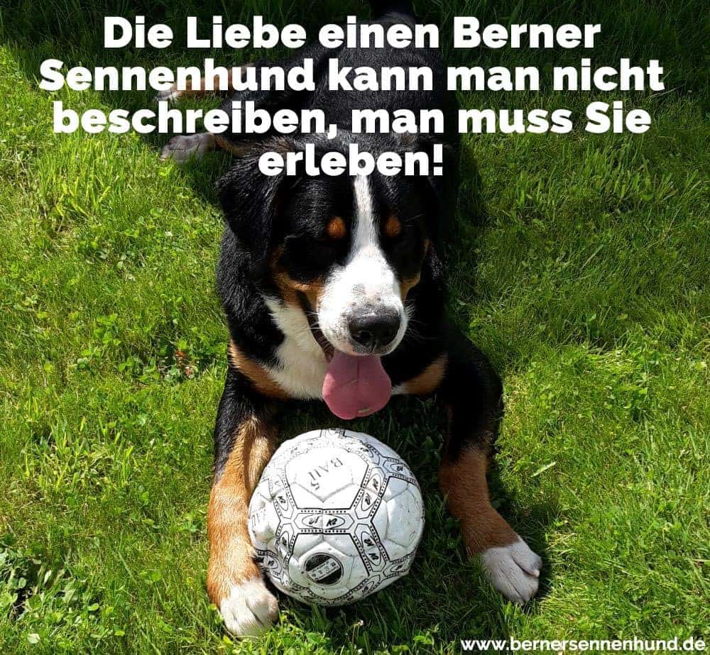 Ein Berner Sennenhund spielt mit dem Ball