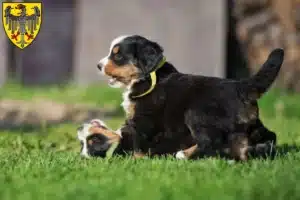 Mehr über den Artikel erfahren Berner Sennenhund Züchter und Welpen in Aachen