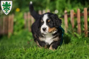 Mehr über den Artikel erfahren Berner Sennenhund Züchter und Welpen in Aichach