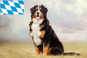 Mehr über den Artikel erfahren Berner Sennenhund Züchter und Welpen in Bayern