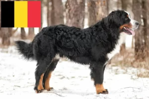 Mehr über den Artikel erfahren Berner Sennenhund Züchter und Welpen in Belgien