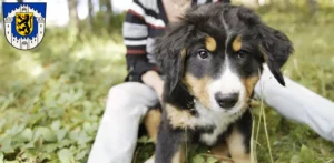 Mehr über den Artikel erfahren Berner Sennenhund Züchter und Welpen in Bergheim