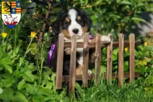 Mehr über den Artikel erfahren Berner Sennenhund Züchter und Welpen in Brake (Unterweser)