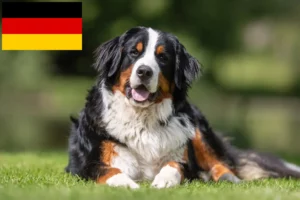 Mehr über den Artikel erfahren Berner Sennenhund Züchter und Welpen in Deutschland