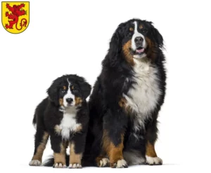 Mehr über den Artikel erfahren Berner Sennenhund Züchter und Welpen in Diepholz