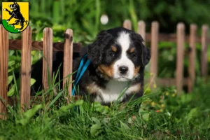 Mehr über den Artikel erfahren Berner Sennenhund Züchter und Welpen in Ebersberg