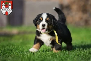 Mehr über den Artikel erfahren Berner Sennenhund Züchter und Welpen in Eschwege