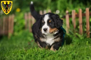 Mehr über den Artikel erfahren Berner Sennenhund Züchter und Welpen in Esslingen am Neckar