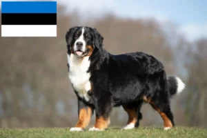 Mehr über den Artikel erfahren Berner Sennenhund Züchter und Welpen in Estland