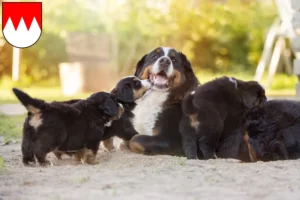 Mehr über den Artikel erfahren Berner Sennenhund Züchter und Welpen in Franken