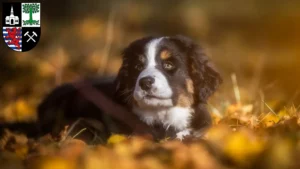 Mehr über den Artikel erfahren Berner Sennenhund Züchter und Welpen in Gelsenkirchen