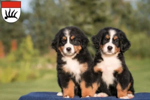 Mehr über den Artikel erfahren Berner Sennenhund Züchter und Welpen in Göppingen