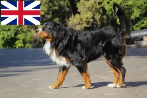 Mehr über den Artikel erfahren Berner Sennenhund Züchter und Welpen in Großbritannien