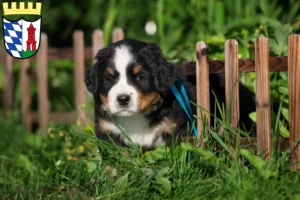 Mehr über den Artikel erfahren Berner Sennenhund Züchter und Welpen in Günzburg