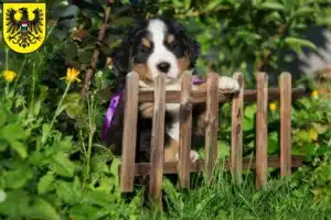 Mehr über den Artikel erfahren Berner Sennenhund Züchter und Welpen in Heilbronn