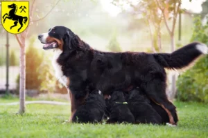 Mehr über den Artikel erfahren Berner Sennenhund Züchter und Welpen in Herne