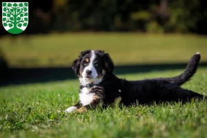 Mehr über den Artikel erfahren Berner Sennenhund Züchter und Welpen in Homburg