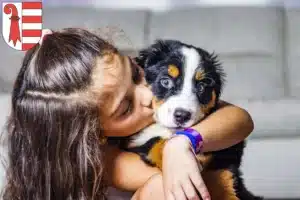 Mehr über den Artikel erfahren Berner Sennenhund Züchter und Welpen in Jura