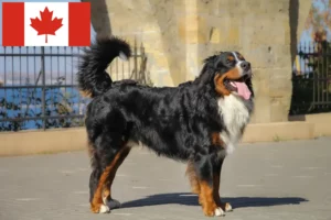 Mehr über den Artikel erfahren Berner Sennenhund Züchter und Welpen in Kanada