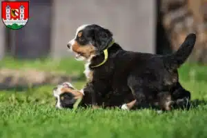 Mehr über den Artikel erfahren Berner Sennenhund Züchter und Welpen in Lauf an der Pegnitz