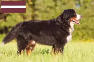 Mehr über den Artikel erfahren Berner Sennenhund Züchter und Welpen in Lettland