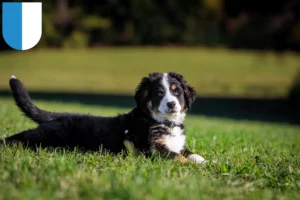 Mehr über den Artikel erfahren Berner Sennenhund Züchter und Welpen in Luzern