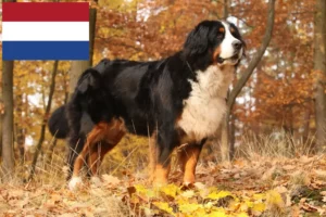 Mehr über den Artikel erfahren Berner Sennenhund Züchter und Welpen in den Niederlanden