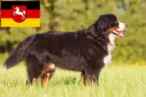 Mehr über den Artikel erfahren Berner Sennenhund Züchter und Welpen in Niedersachsen
