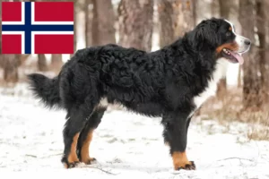 Mehr über den Artikel erfahren Berner Sennenhund Züchter und Welpen in Norwegen