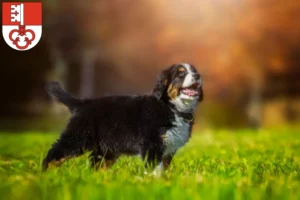 Mehr über den Artikel erfahren Berner Sennenhund Züchter und Welpen in Obwalden