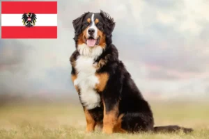 Mehr über den Artikel erfahren Berner Sennenhund Züchter und Welpen in Österreich
