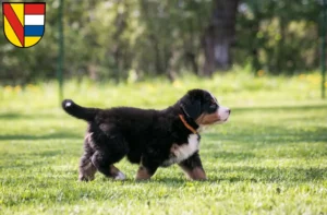 Mehr über den Artikel erfahren Berner Sennenhund Züchter und Welpen in Pforzheim