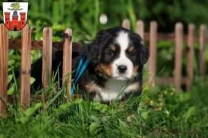 Mehr über den Artikel erfahren Berner Sennenhund Züchter und Welpen in Pirmasens