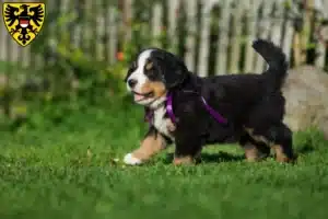 Mehr über den Artikel erfahren Berner Sennenhund Züchter und Welpen in Reutlingen