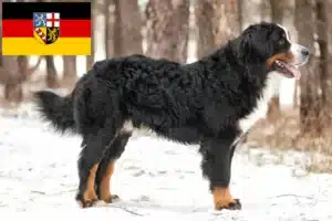 Mehr über den Artikel erfahren Berner Sennenhund Züchter und Welpen im Saarland