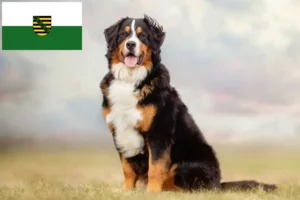 Mehr über den Artikel erfahren Berner Sennenhund Züchter und Welpen in Sachsen