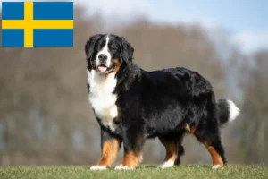 Mehr über den Artikel erfahren Berner Sennenhund Züchter und Welpen in Schweden