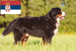 Mehr über den Artikel erfahren Berner Sennenhund Züchter und Welpen in Serbien