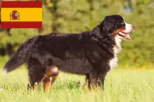 Mehr über den Artikel erfahren Berner Sennenhund Züchter und Welpen in Spanien