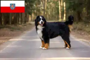 Mehr über den Artikel erfahren Berner Sennenhund Züchter und Welpen in Thüringen