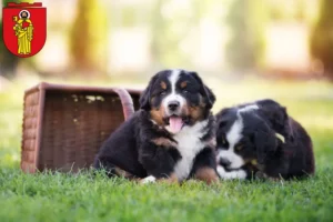 Mehr über den Artikel erfahren Berner Sennenhund Züchter und Welpen in Trier
