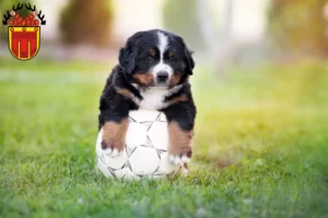 Mehr über den Artikel erfahren Berner Sennenhund Züchter und Welpen in Tübingen