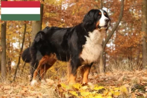 Mehr über den Artikel erfahren Berner Sennenhund Züchter und Welpen in Ungarn