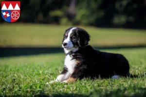 Mehr über den Artikel erfahren Berner Sennenhund Züchter und Welpen in Unterfranken