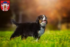 Mehr über den Artikel erfahren Berner Sennenhund Züchter und Welpen in Vechta