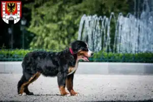 Mehr über den Artikel erfahren Berner Sennenhund Züchter und Welpen in Weißenburg in Bayern