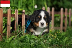 Mehr über den Artikel erfahren Berner Sennenhund Züchter und Welpen in Wien